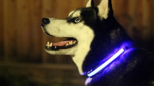 Collier lumineux à LED pour chien