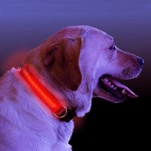 Collier lumineux à LED pour chien